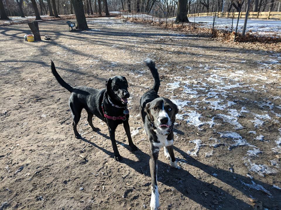 Forest Park Barking Lot